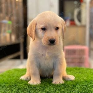 Labrador Vàng