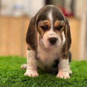 Beagle Tricolor