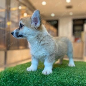 Corgi Trắng Vàng