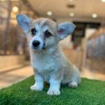 Corgi Trắng Vàng