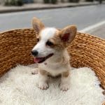 Corgi Trắng Vàng