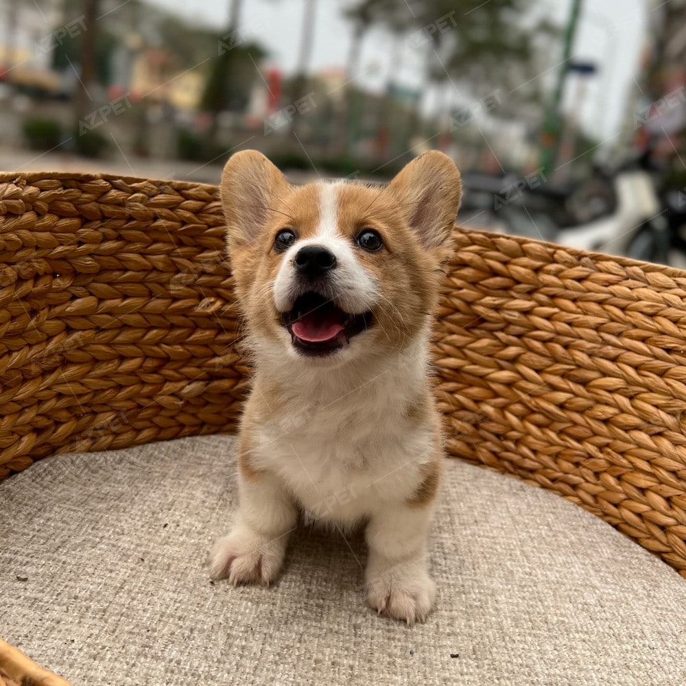 Corgi Trắng Vàng