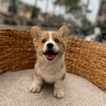 Corgi Trắng Vàng
