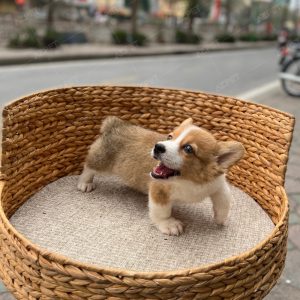 Corgi Trắng Vàng
