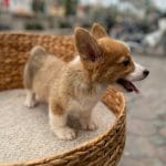 Corgi Trắng Vàng