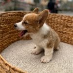 Corgi Trắng Vàng