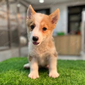 Corgi Trắng Vàng