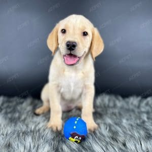 Labrador Vàng