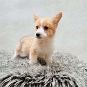 Corgi Trắng Vàng