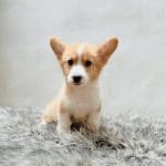 Corgi Trắng Vàng