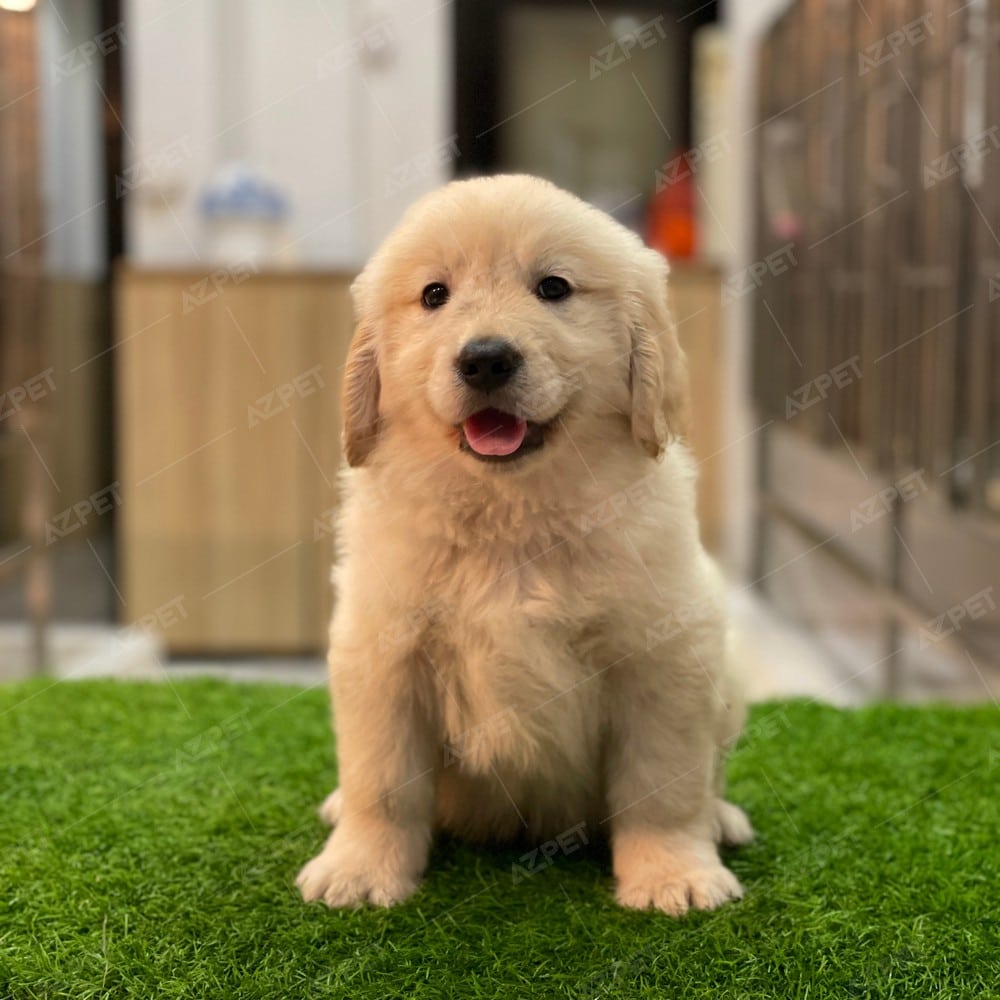 Golden Vàng