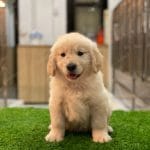 Golden Vàng