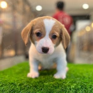 Corgi Trắng Vàng