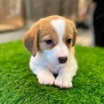 Corgi Trắng Vàng