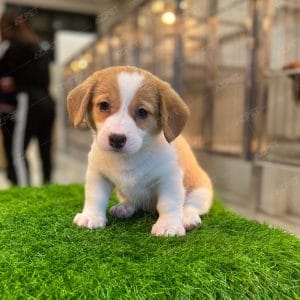 Corgi Trắng Vàng