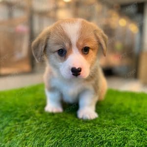 Corgi Trắng Vàng