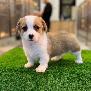 Corgi Trắng Vàng