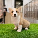 Corgi Trắng Vàng