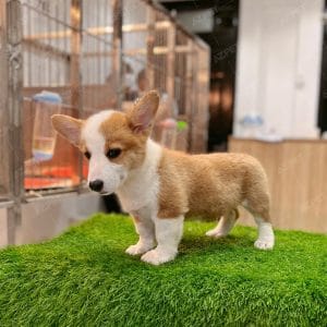 Corgi Trắng Vàng