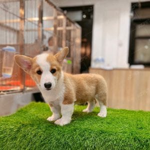 Corgi Trắng Vàng