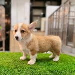 Corgi Trắng Vàng