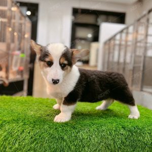 Corgi Tricolor