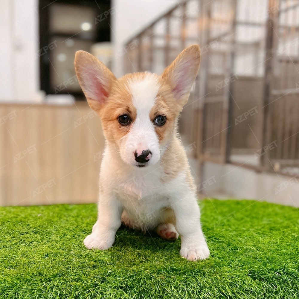 Corgi Trắng Vàng