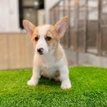 Corgi Trắng Vàng