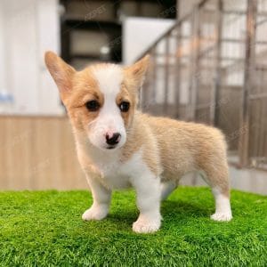 Corgi Trắng Vàng