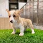 Corgi Trắng Vàng