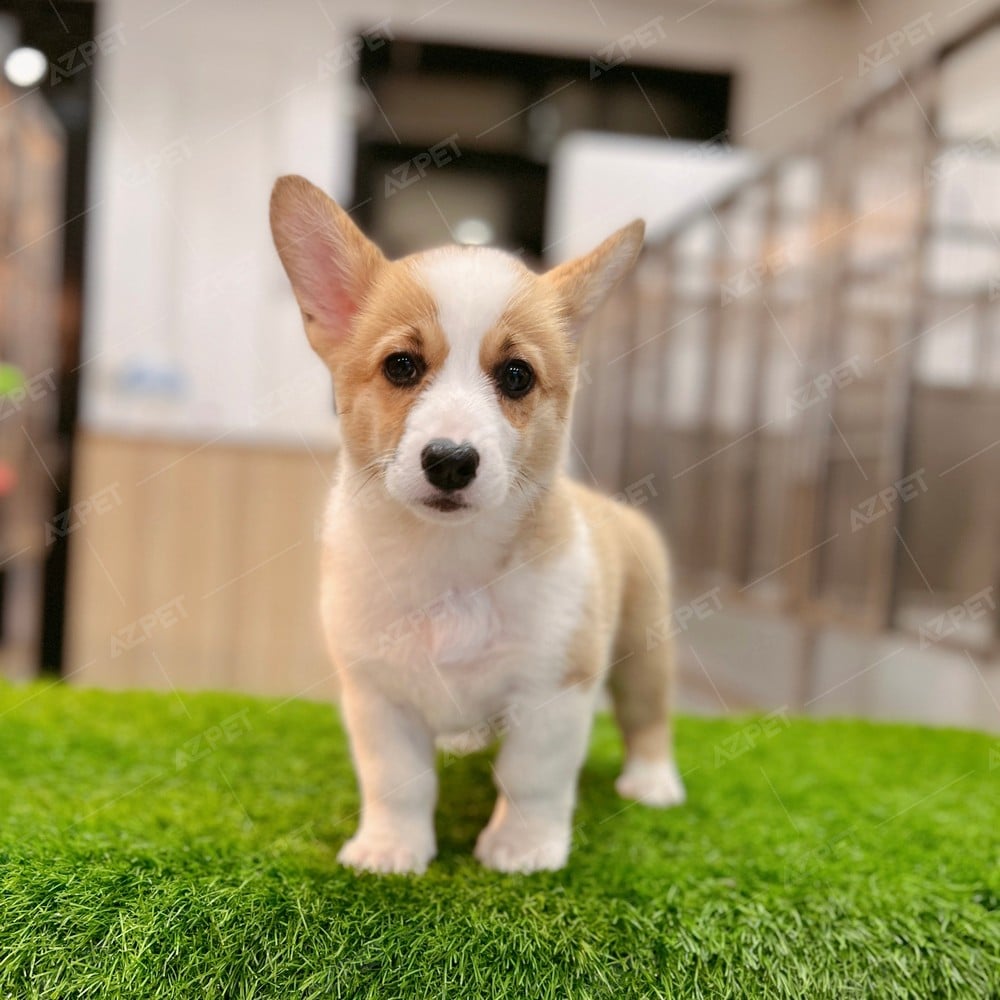 Corgi Trắng Vàng