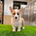 Corgi Trắng Vàng