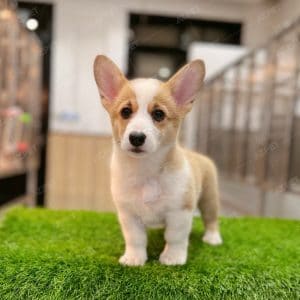 Corgi Trắng Vàng