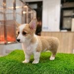 Corgi Trắng Vàng