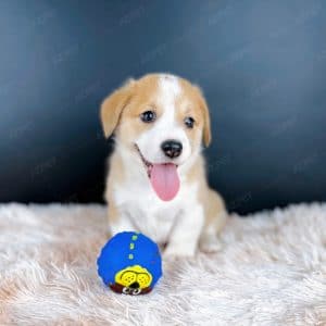 Corgi Trắng Vàng
