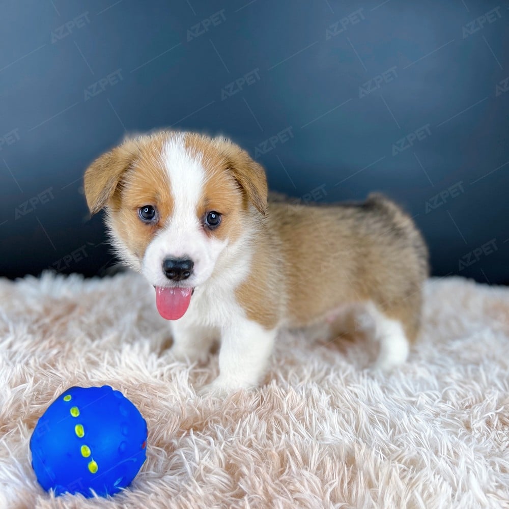 Corgi Trắng Vàng