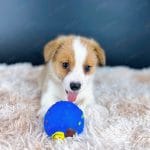 Corgi Trắng Vàng
