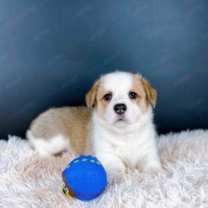 Corgi Trắng Vàng