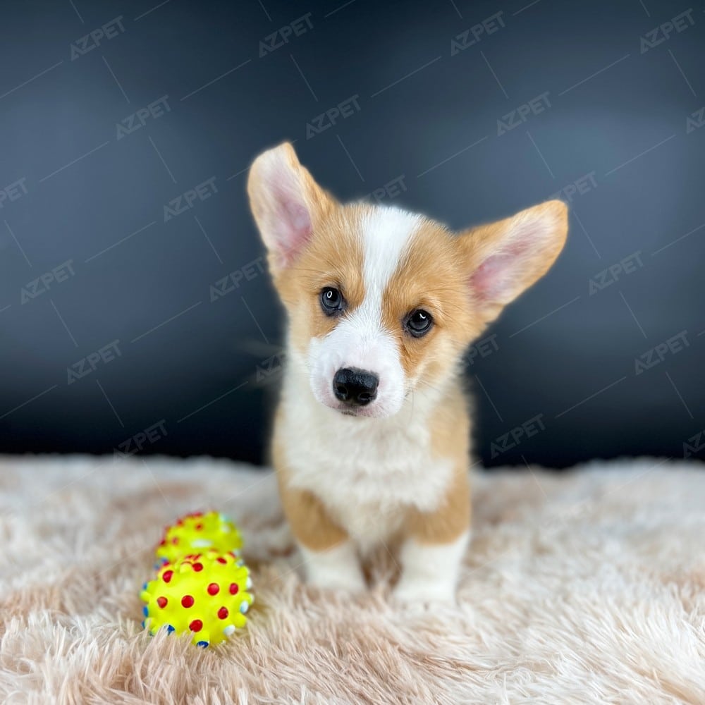 Corgi Trắng Vàng
