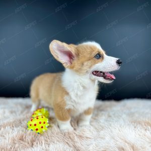 Corgi Trắng Vàng