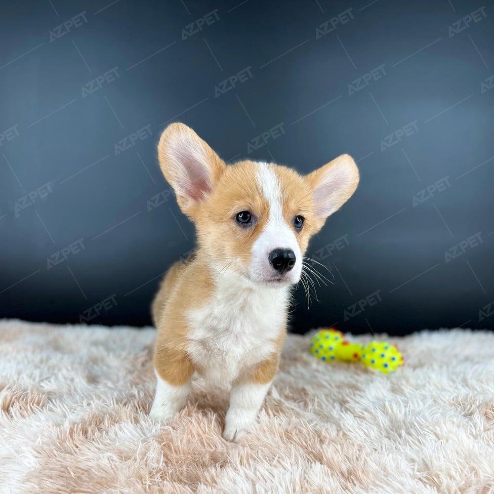 Corgi Trắng Vàng