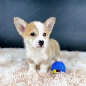 Corgi Trắng Vàng