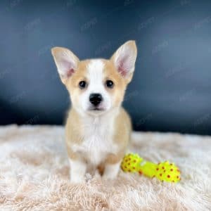 Corgi Trắng Vàng