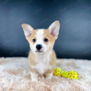 Corgi Trắng Vàng