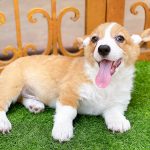 Corgi Trắng Vàng