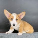 Corgi Trắng Vàng