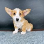 Corgi Trắng Vàng
