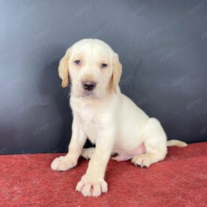 Labrador Vàng