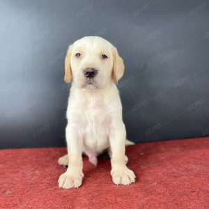Labrador Vàng