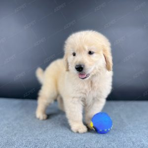 Golden Vàng